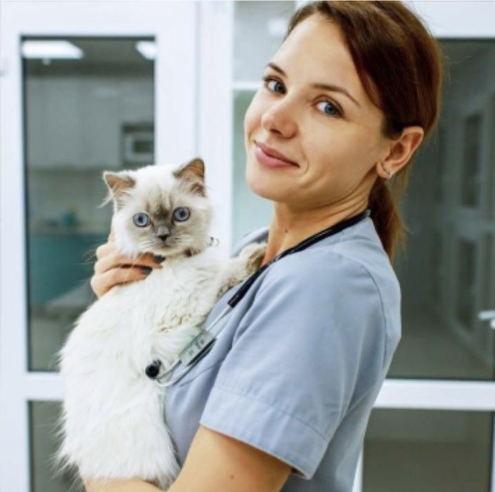 Ветеринарный врач на дом Вакцинация Ветеринар Кремация выезд вызов