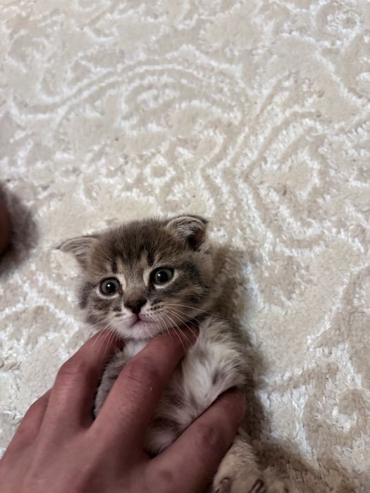 мысык сатылады