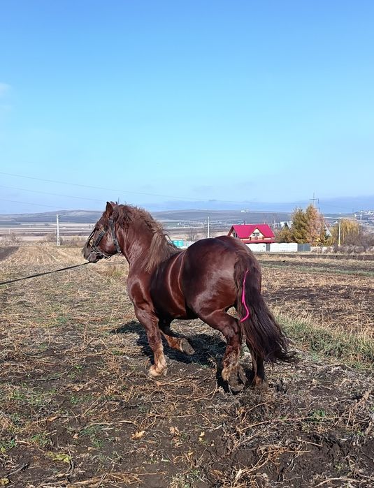 Vând armăsar din rasa sange rece unguresc