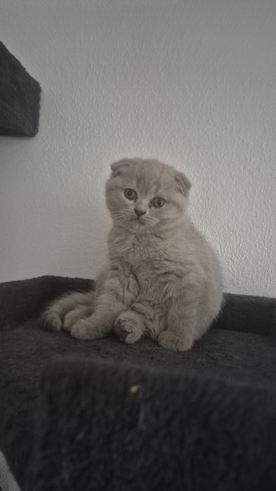 Motanel  british/ scotish