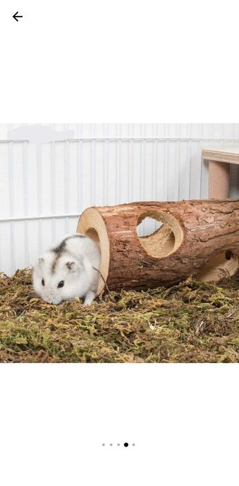 Accesorii +- Pui Hamsteri Rusesti (Siberieni), blanzi, NU musca