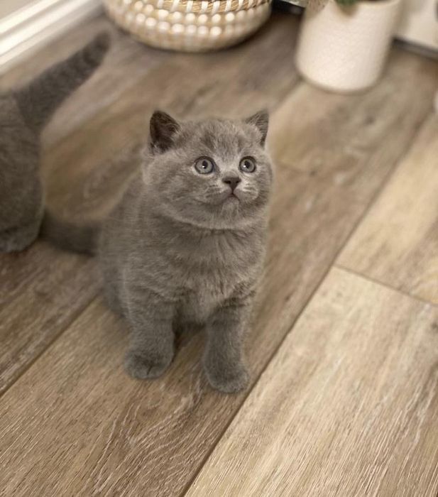 British shorthair baietel