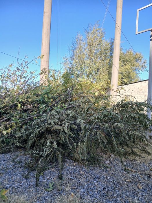 Ағаш отын тегің алып кетулерінізге болады