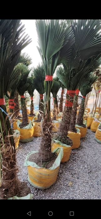 Palma vagnar sortidan va traxkalps bor optom