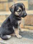 Catelusa talie mica pentru adoptie