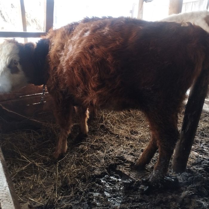 Корова тёлка первотёлка