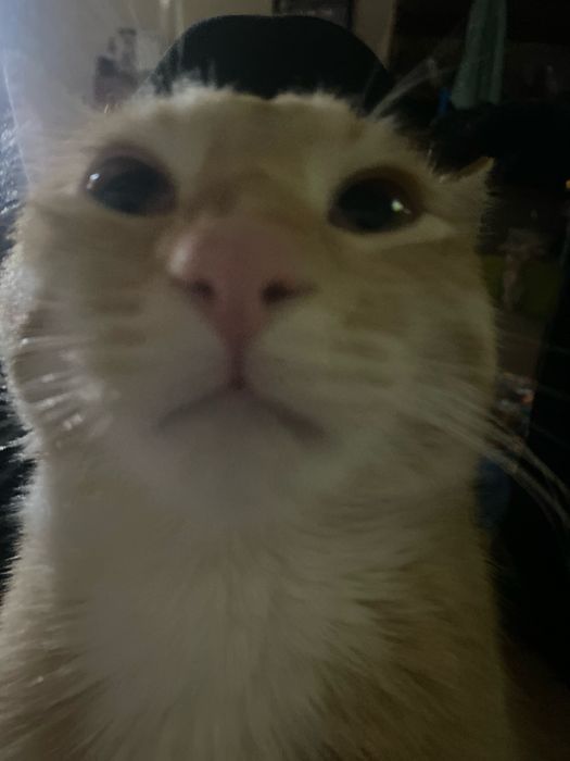 Отдам 2 кота 1.5 года и 10 месяцев