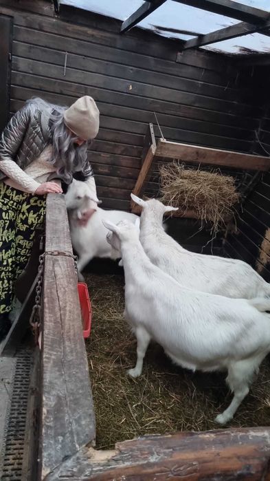 Miere si lapte de capra proaspăt 100% naturale