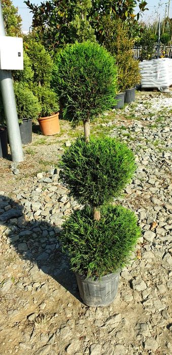 Cupressocyparis Leylandi 3 Bile Mini