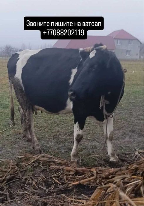 Сиыр безумен корова с теленком