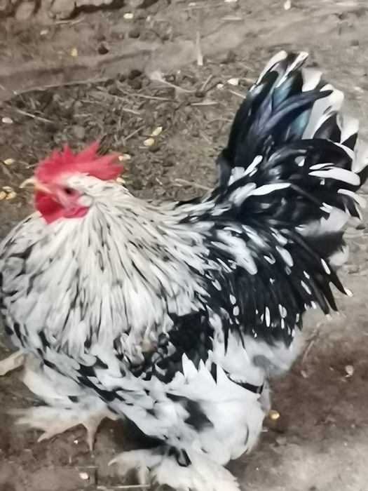 Puișori de diferite rase și vârste