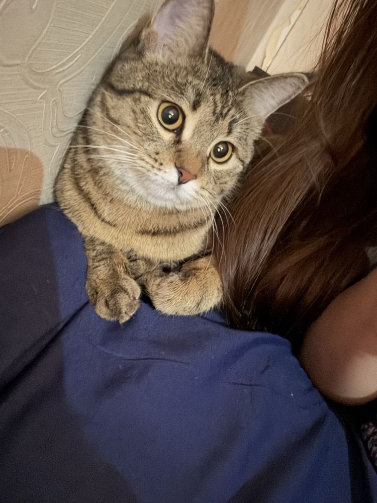 Кошку 1 годик бесплатно