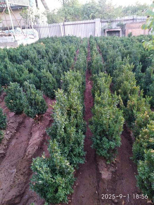 Shamshotlar Sotiladi