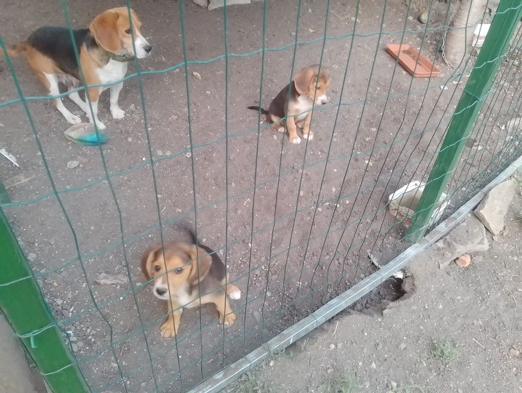 Подаряваме две женски бигълчета!