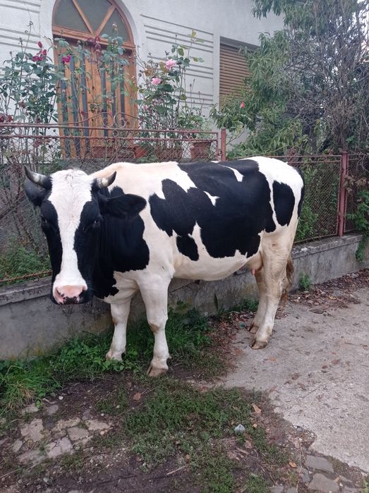 Vând vaca mai multe detalii la telefon