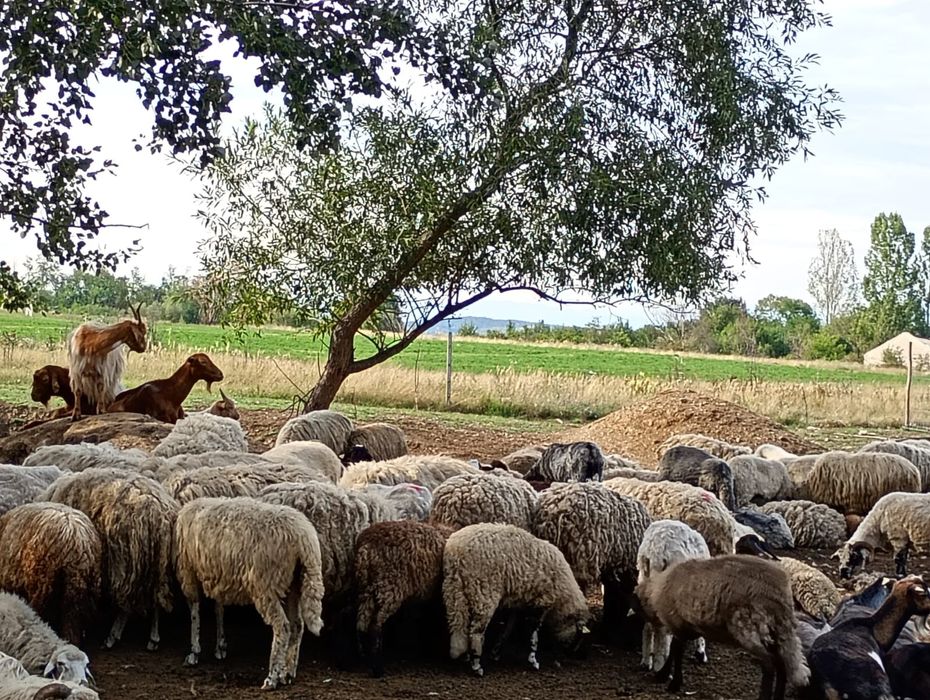 De vanzare Oi, capre iezi și miei!