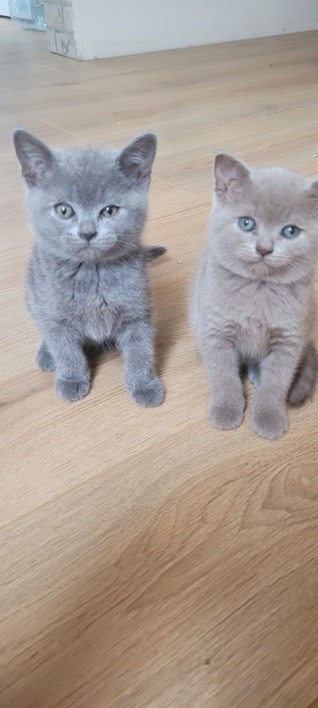 Pisici British Shorthair