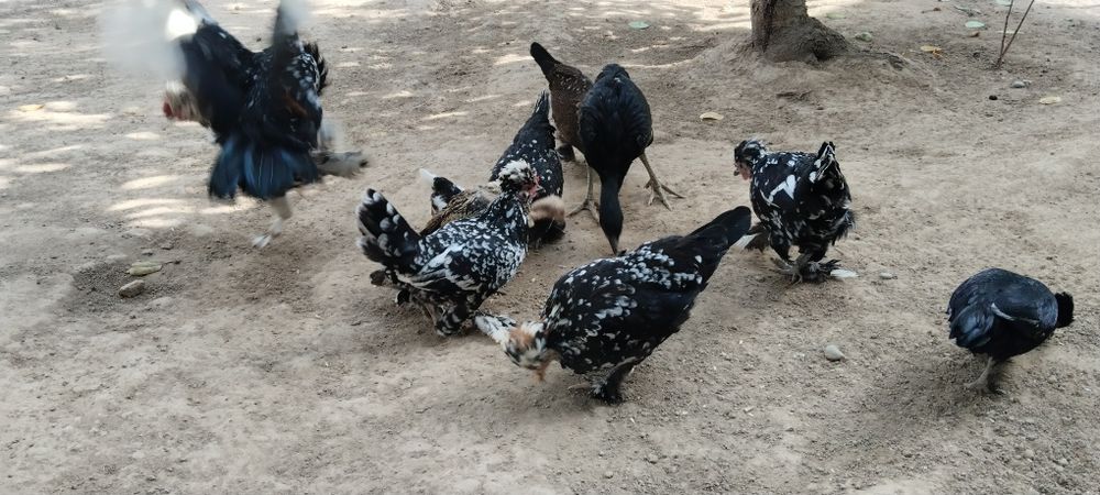 Продам японских курицы 1 петух и курицы 4  или обменяю на дакан циплят