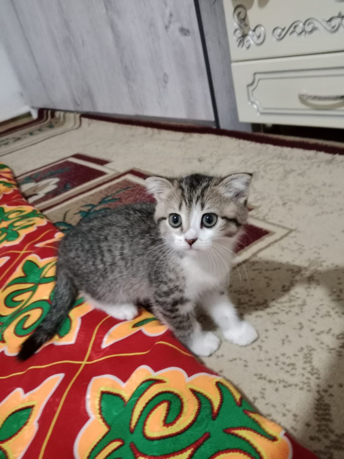 Срочно продам кошка 15000
