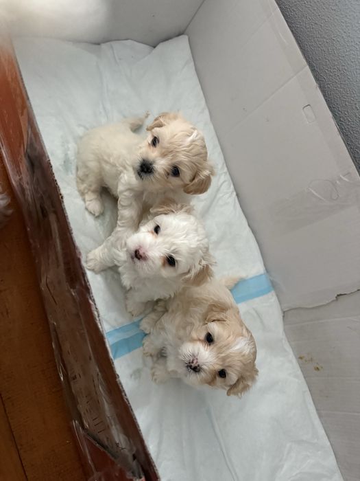 Trei baietei frumusei isi cauta casute noi