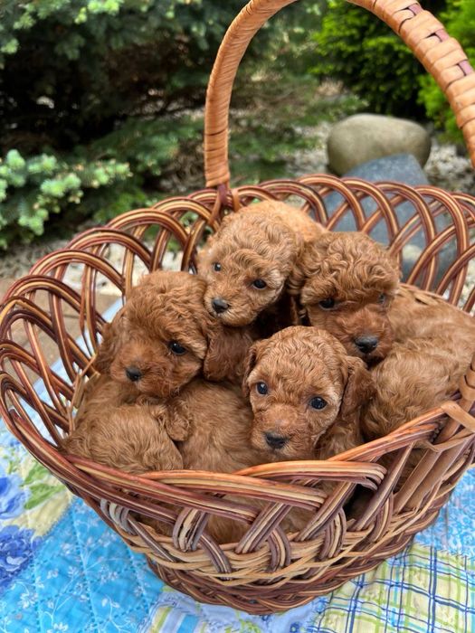 небольшие Той пудель пузатички.