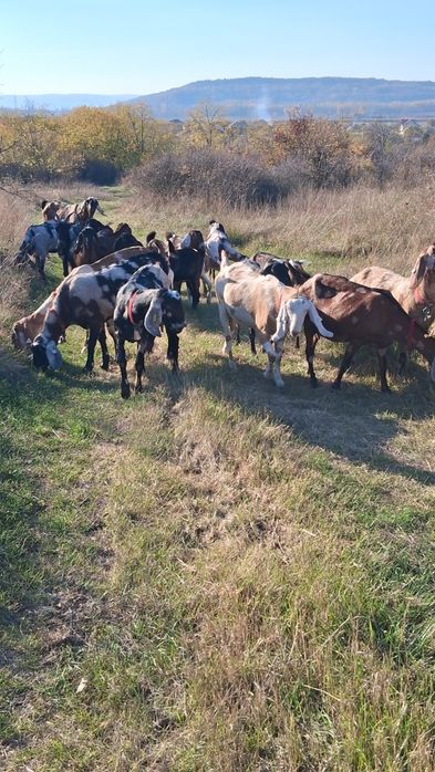 Vând capre Anglo Nubiene cu Pedigree