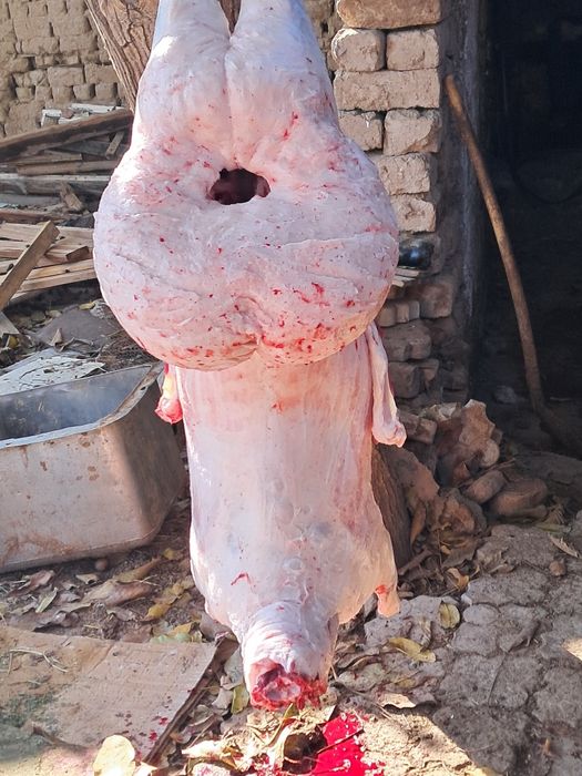 Кучкорлар бор суйиб етказиб берамиз