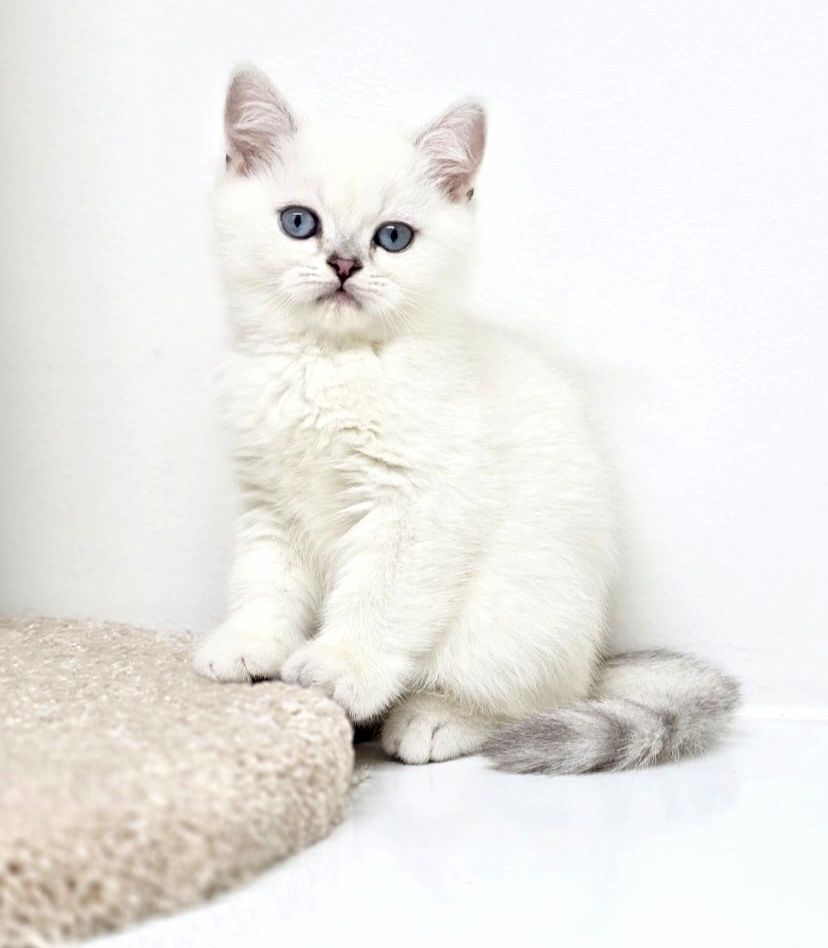 Котята Британские шиншиллы
