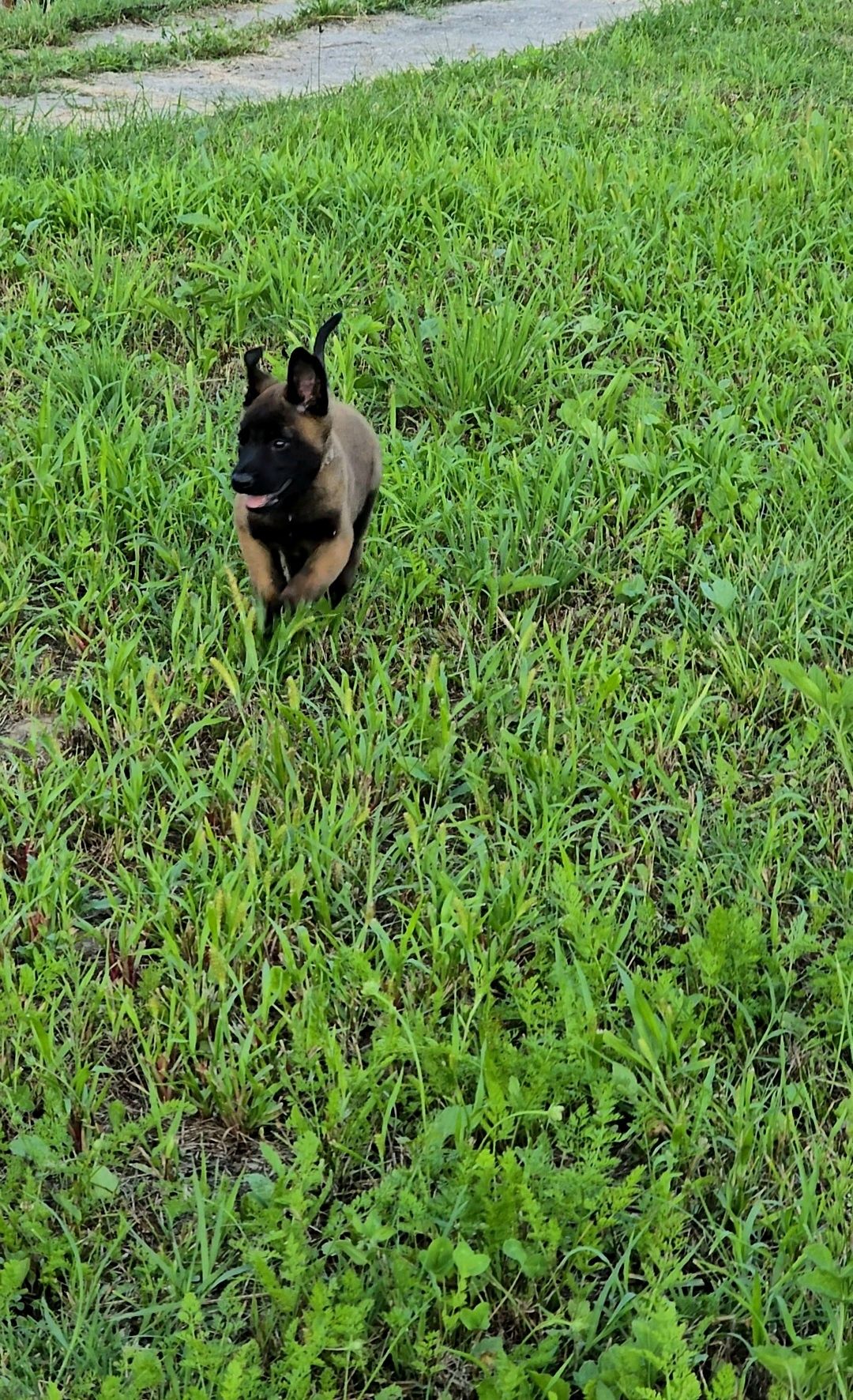 Ciobănesc belgian malinois cu pedigree