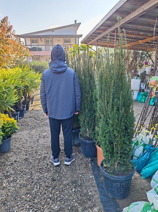 Taxus 1.7 m la ghiveci