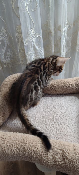 Тоза кон бенгал боласи сотилади