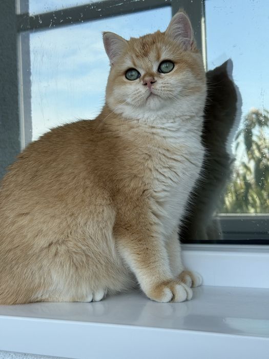 British shorthair golden