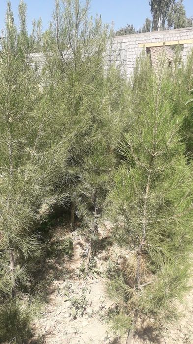 Sasna(qarag'ay) ko'chatlari sotiladi