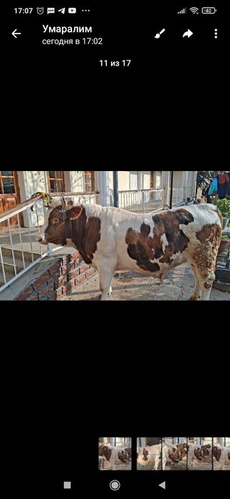 Уйда бокилган бука сотилади