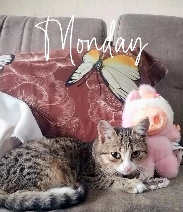 Котенок девочка 4 месяца