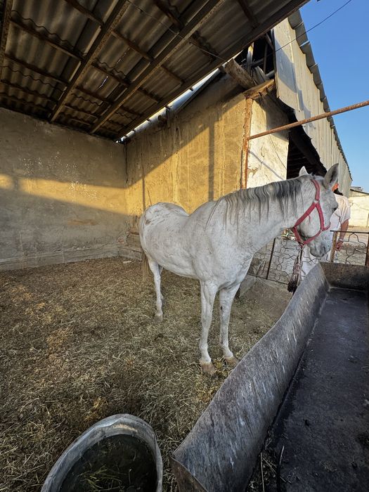 Ot axaltakeniskiy ot baytal