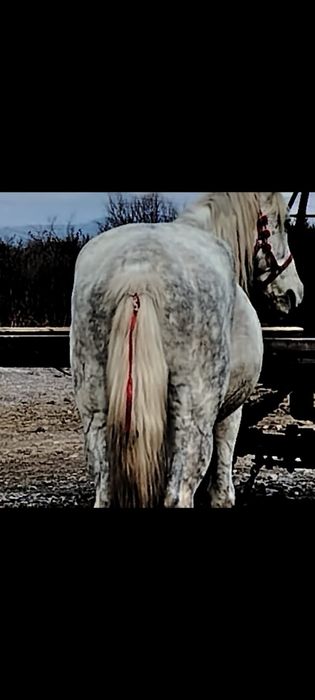 De vânzare un cal de 6 ani