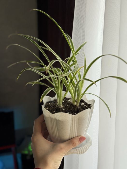 Хлорофитум, сциндапсус, эпипремнум, спатифиллум