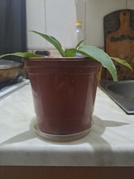 Лечебный золотой ус