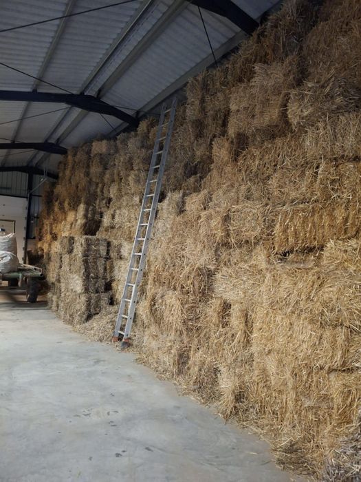 Baloți de paie, 8 lei buc