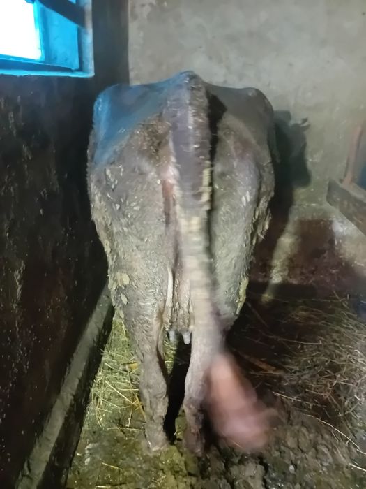 Vând vacă neagră de 4 ani