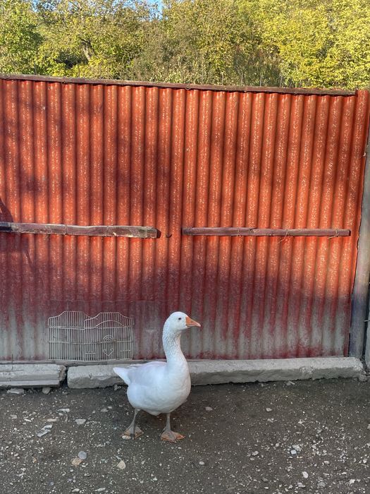 Vand gâscan de anul acesta