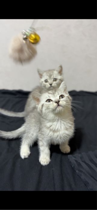 Серебристые и мрамор шиншилла