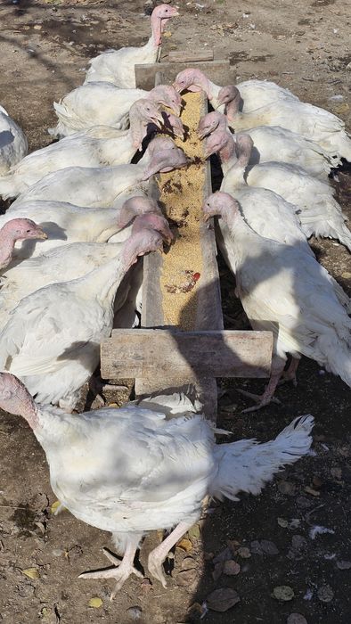 Продам индюшек Хайбрид Конвектор