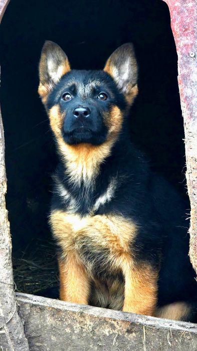 Ciobanesc german- femela, 2 luni