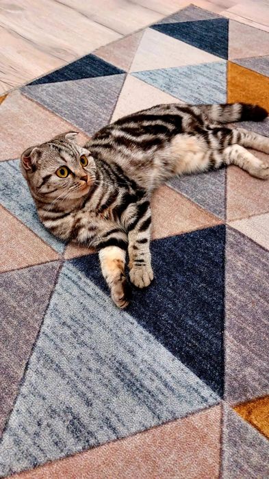 Ищем опытного кота для вязки