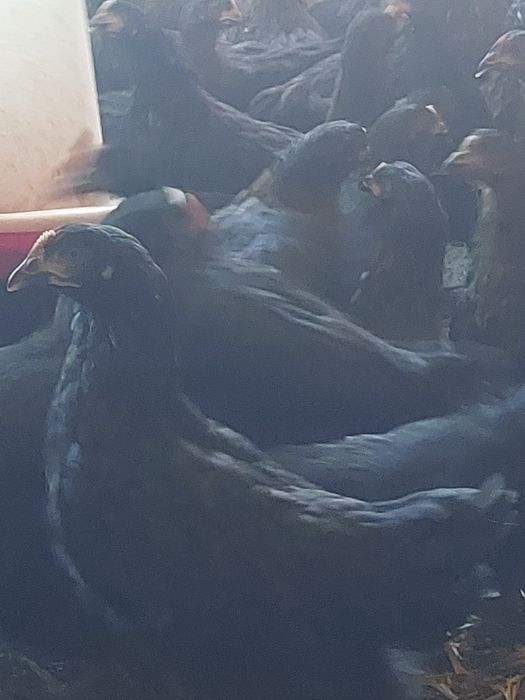 Avem puicute moravia, susex și issabraun și pui de carne