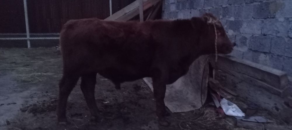 Продается бычок потсос