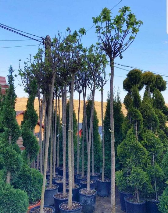 Plante ornamentale pentru grădini verzi și îngrijite