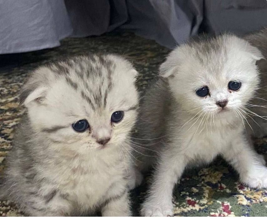 Mushuk sotiladi faqat mehribon qollarga